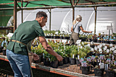 Plant nursery worker arranging plants in sunny greenhouse