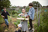 Family harvesting fresh vegetables on allotment