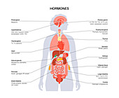 Human hormones, illustration