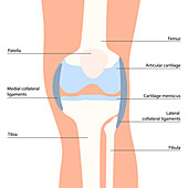 Knee anatomy, illustration
