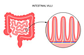 Intestinal villi anatomy, illustration