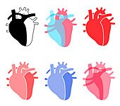 Human hearts, illustration