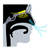 Olfactory system, illustration