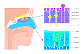 Nasal cavity anatomy, illustration