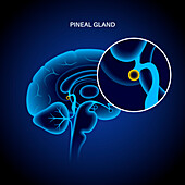 Pineal gland, illustration