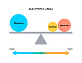 Sleep wake cycle, illustration