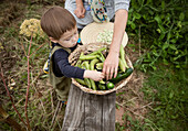 Toddler boy looking at harvested vegetables