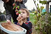 Boy looking up at raspberries on branch