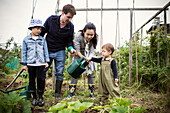 Family gardening in backyard vegetable garden