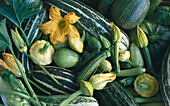Courgettes, courgette flowers, summer pumpkins