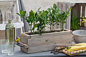 Kaffir lime plant (Citrus hystrix) in planter as kitchen decoration, close-up