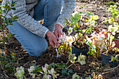 Einpflanzen von Christrosen (Helleborus niger) nach Weihnachten in den Garten