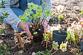 Einpflanzen von Christrosen (Helleborus niger) nach Weihnachten in den Garten