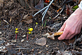 Laub entfernen damit Winterlinge (Eranthis Hyemalis) besser durchwachsen können, close-up