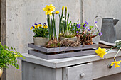 Narzissen (Narcissus), Balkan-Windröschen (Anemone blanda), Schneeglöckchen und Veilchen (Viola) in Blumentöpfen