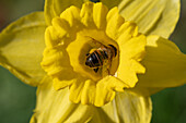 Narzissenblüte mit Biene (Narcissus), close-up