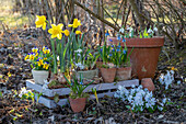 Narzissen (narcissus), Schneeglöckchen (galanthus), Puschkinie (Puschkinia scilloides), Hornveilchen (Viola cornuta), Frühjahrsblumendekoration im Garten