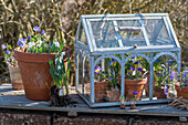 Schneeglöckchen (Galanthus), Krokusse (Crocus), Balkan-Windröschen (Anemone blanda, und Traubenhyazinthen in Minigewächshaus