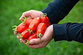Man holding ripe San Marzano tomatoes