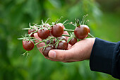 Mann hält reife Tomaten der Sorte Black Cherry