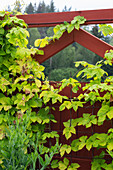 Gold-Hopfen (Humulus Lupulus Aureus), Blattschmuckpflanze vor Holzplanke