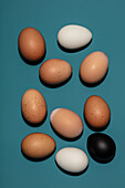 Fresh brown and white chicken eggs and a black egg on a blue background
