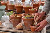Chard, turnip, (Beta vulgaris) - seedlings in pot