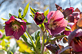 Lenzrosen (auch Orientalische Nieswurz, Helleborus orientalis), rot blühend