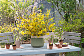 Flowering forsythia in pot, honeysuckle (Lonicera), rock pear, garden decoration