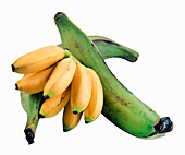 Mini-Bananen und Kochbananen