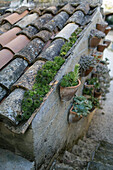 Sukkulenten im Topf an alter Steinmauer, Fermo, in den Marken, Adria, Italien