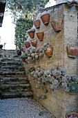 Sukkulente in Töpfen an alter Steinmauer, Fermo, in den Marken, Adria, Italien