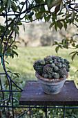 Kaktus im Topf, Fermo, in den Marken, Adria, Italien