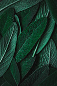 Sage leaves (filling the picture)
