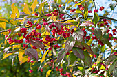 Spindelstrauch (Euonymus eurpaeus) im Herbst mit roten Beeren