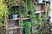 Wall decoration made of wooden crates with plant pots