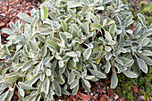 Griechischer Bergtee, Pflanze, (Sideritis scardica)