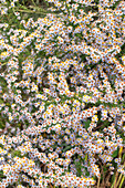 Herbstmyrthe (Aster ericoides), Myrtenaster, Septemberkraut