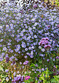 Prairie aster, (Aster turbinellus), flowering asters in the flower bed