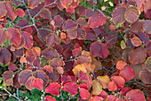 Hybrid witch hazel (Hamamelis intermedia) in autumn colour in the garden