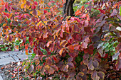 Hybrid-Zaubernuss (Hamamelis intermedia) in Herbstfärbung im Garten