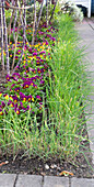 Hornveilchen (Viola cornuta) und Schnittlauch (Allium schoenophrasum) im Beet