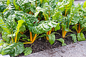 Garden bed(Beta vulgaris) of beets (Beta vulgaris)