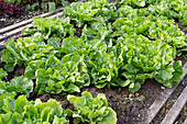 Endive lettuce (Cichorium endivia) in the bed