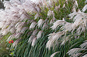 Chinese Silver Grass in late summer (Miscanthus sinsensis)