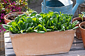 Spinat (Spinacia oleracea), Gemüsespinat im Topf