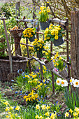 Narzissen (Narcissus), Traubenhyazinthe (Muscari), Goldlack (Erysimum), Primeln im Garten