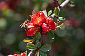 Zierquittenzweig (Chaenomeles), Blüte mit Honigbiene