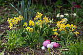 Schlüsselblumen (Primula veris) im Garten mit bunten Ostereiern