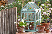 Mini greenhouse with tomato plant, daisies, and fennel in pots